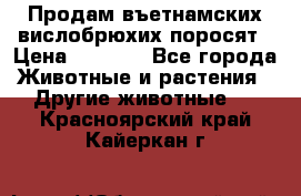 Продам въетнамских вислобрюхих поросят › Цена ­ 2 500 - Все города Животные и растения » Другие животные   . Красноярский край,Кайеркан г.